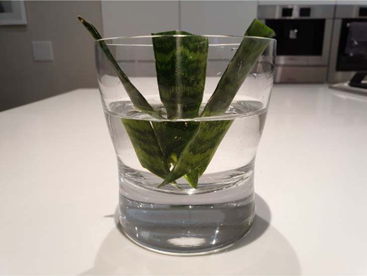 ¿Cómo obtener una sansevieria o "lengua de suegra" de una sola hoja? 1 método simple y efectivo 5 Esquejes de Sansevieria en agua