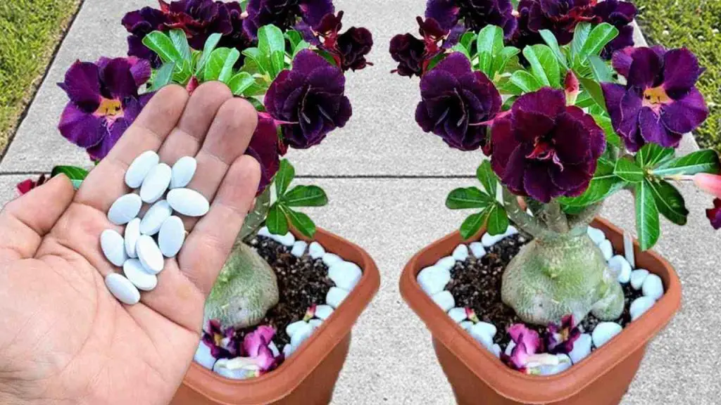 Esta pastilla hará explotar muchas flores tanto en el jardín como en el balcón – Mis Consejos Jardinería