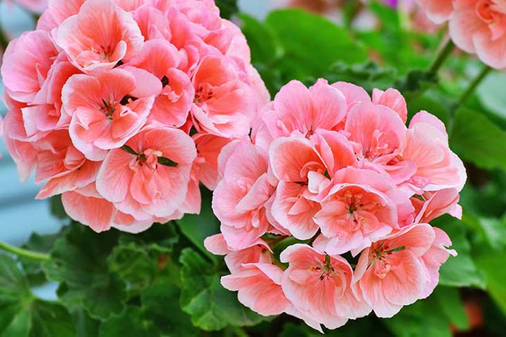 He aquí cómo tener hermosos y coloridos geranios para embellecer el jardín 3 geranios