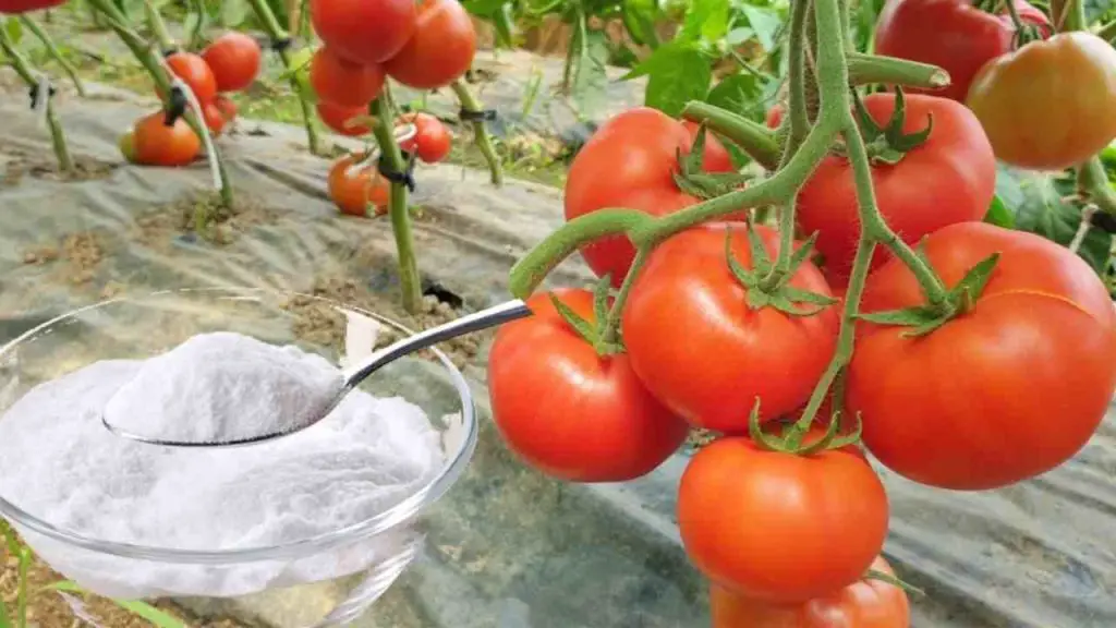 Huerto, aquí está la única protección natural poderosa contra enfermedades y plagas – Mis Consejos Jardinería
