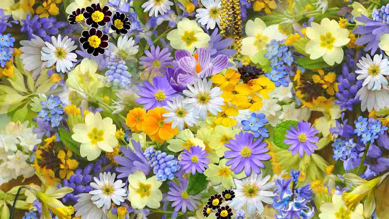 Flores