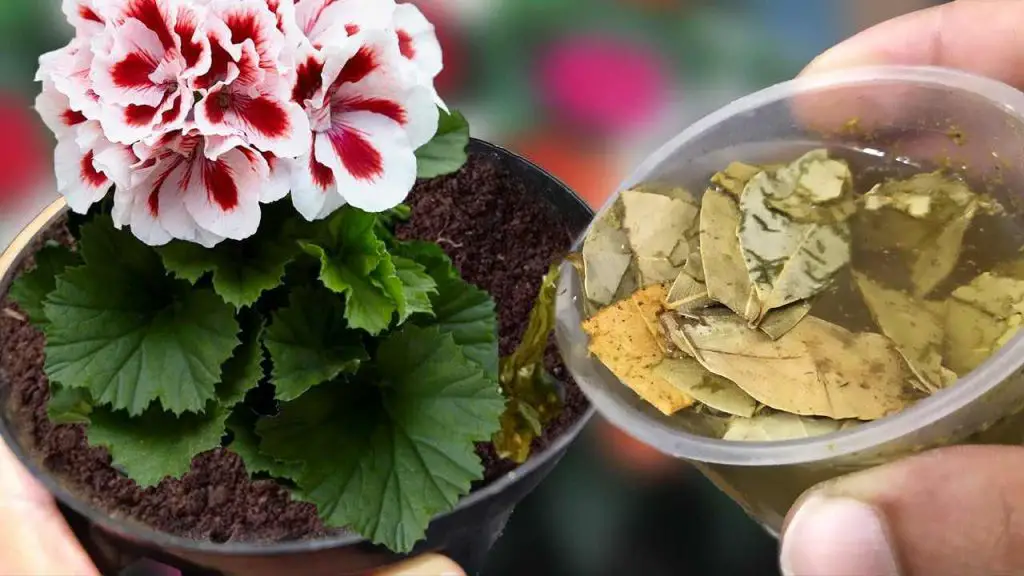 Con solo 1 taza tendrás un montón de flores, hasta el viverista querrá saber el truco – Mis Consejos Jardinería