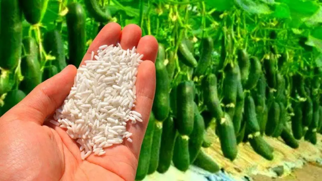 Espolvorea debajo de los calabacines, crecerán indefinidamente, cosecharás mucho – Mis Consejos Jardinería