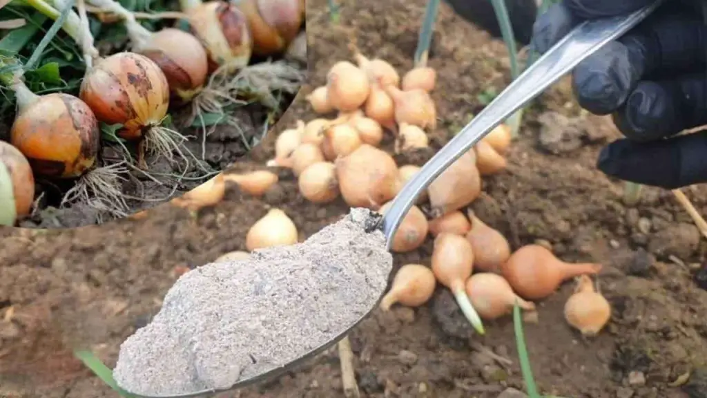 Conserva el ajo intacto durante años con este método casero: resultados garantizados – Mis Consejos Jardinería