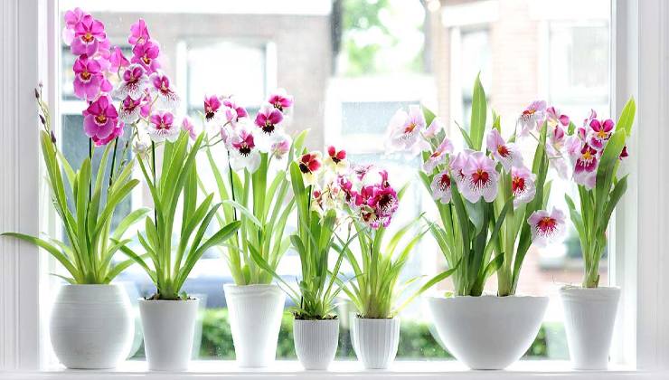 orquídeas