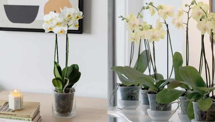 Plantas en macetas transparentes