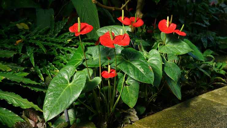 Floración de Anthurium