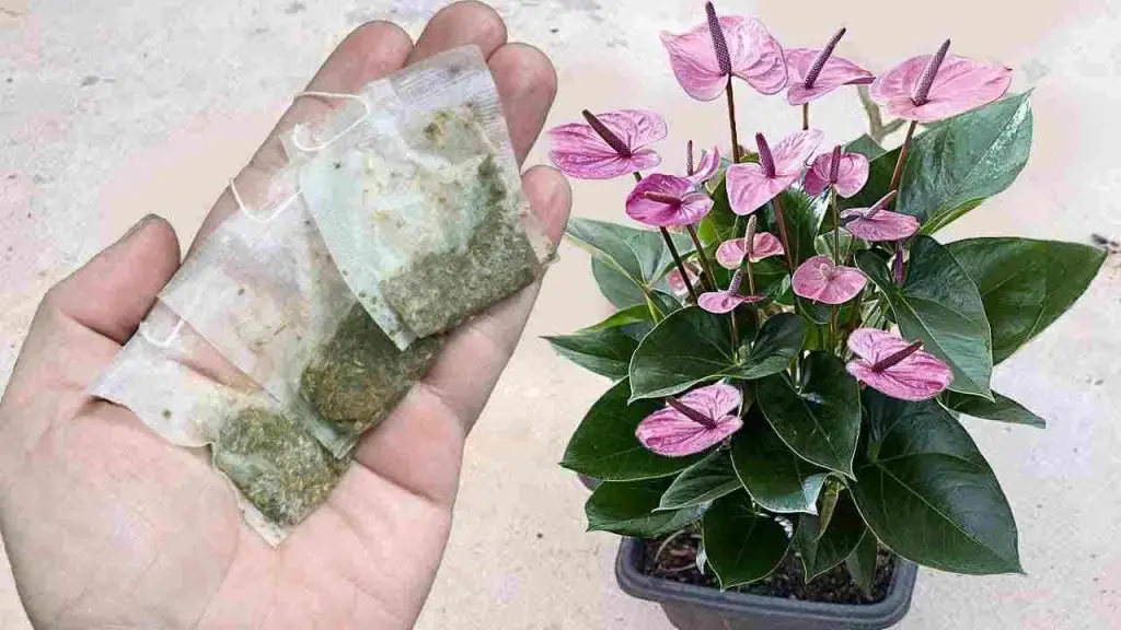 Anthurium, un solo sobre cada mes será suficiente para explotar muchas flores – Mis Consejos Jardinería