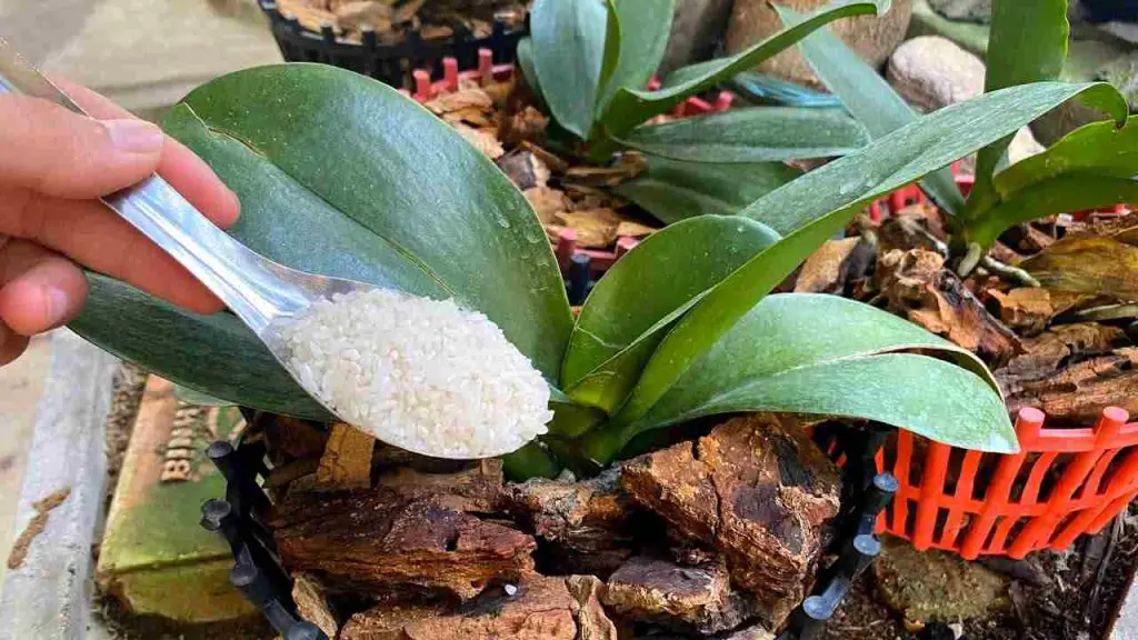 Este fertilizante natural ayudará a su orquídea a mantenerse saludable durante 4 temporadas – Mis Consejos Jardinería