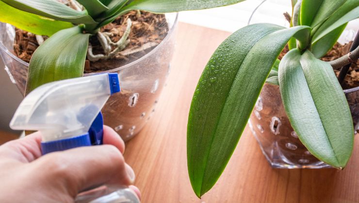 curar la orquídea