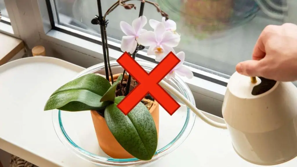 Orquídea, este error es peligroso: corres el riesgo de tirarla después de 7 días – Mis Consejos Jardinería