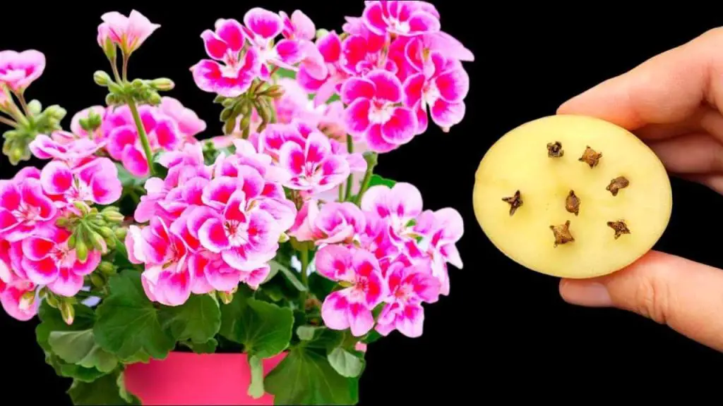 Liberará todas tus flores y plantas de plagas: nunca lo había tenido tan exuberante – Mis Consejos Jardinería
