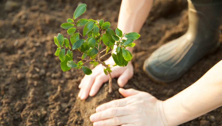 Plantas: aquí está el ingrediente secreto