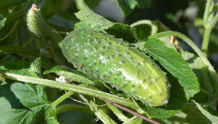 Propagación de pepinos 