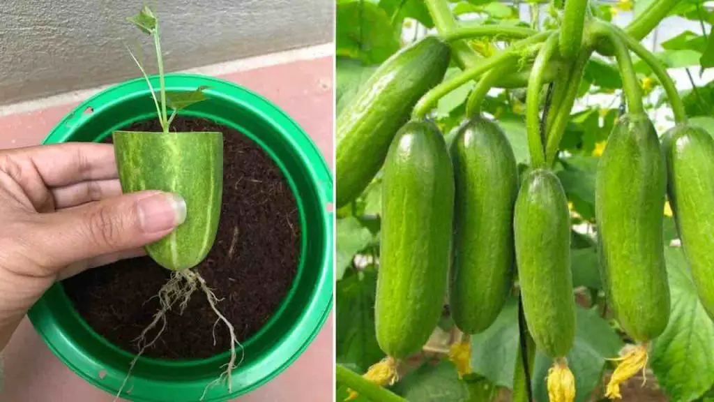 Te sorprenderá propagar pepinos de esta manera: reproducirlos sin cesar. – Mis Consejos Jardinería