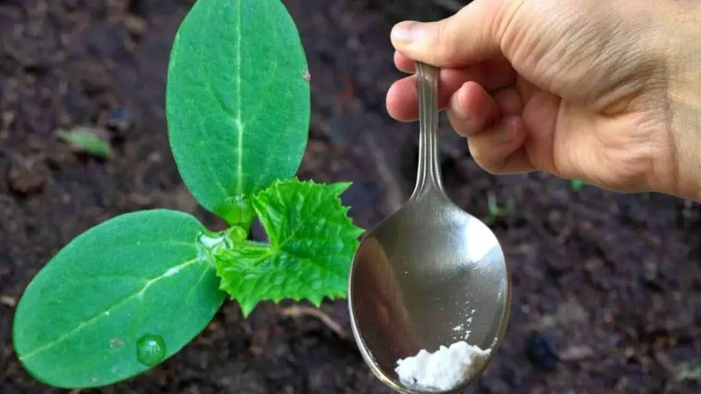 Solo una cucharada por cada pepino que tengas en tu jardín y cosecharás el doble – Mis Consejos Jardinería