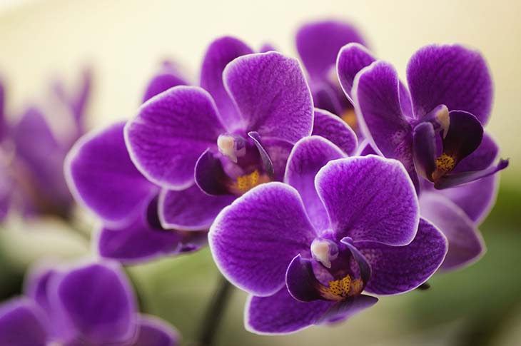 orquídea