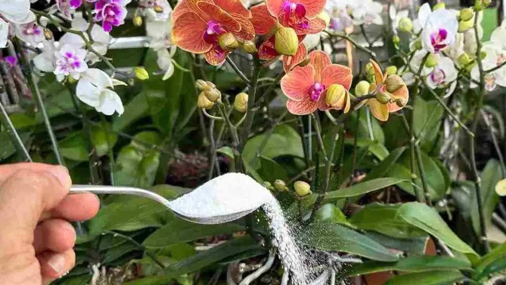 Con este ingrediente tendrás raíces muy fuertes y flores constantemente exuberantes. – Mis Consejos Jardinería