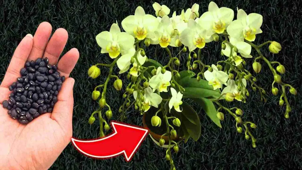 ¿Quieres una floración constante y garantizada de las orquídeas? Prepara una cucharada de esto – Mis Consejos Jardinería