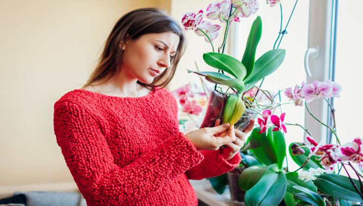 Orquídea: cómo revivirla