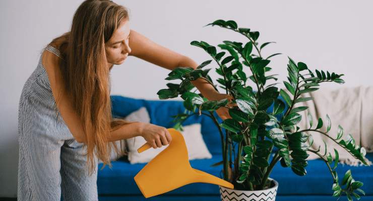 Plantas de riego