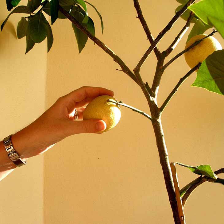 cosecha limon