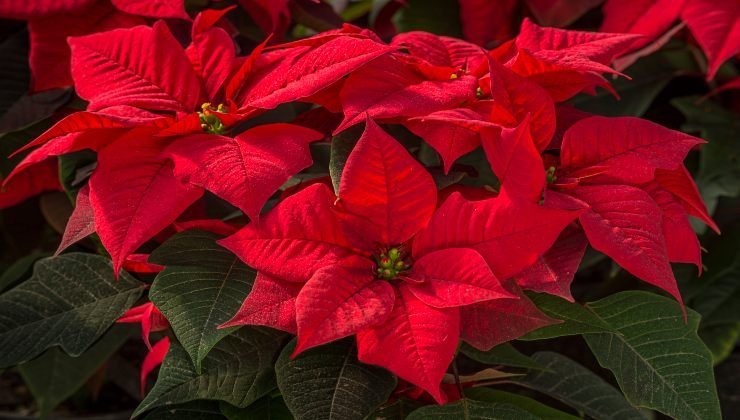 Poinsettia: cómo hacer que florezca de una hoja