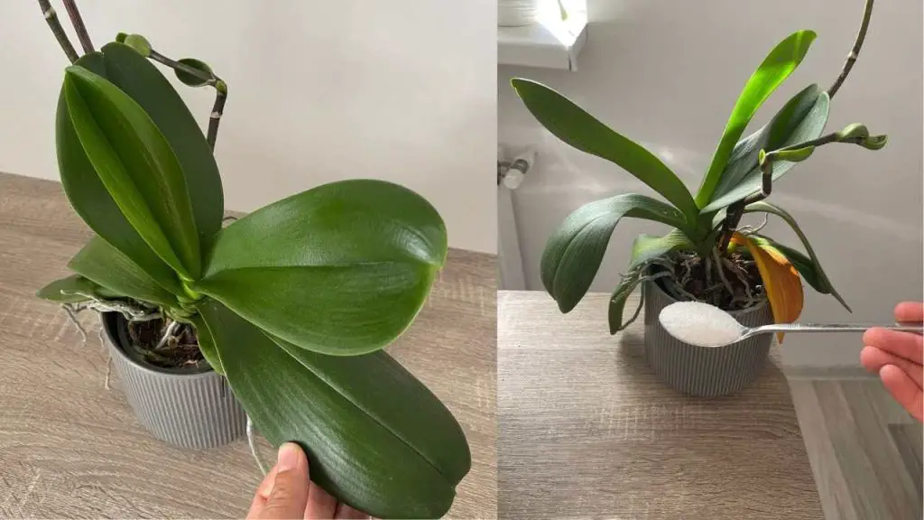 Orquídea muerta, solo necesitas 1 pellizco para resucitarla fácilmente – Mis Consejos Jardinería
