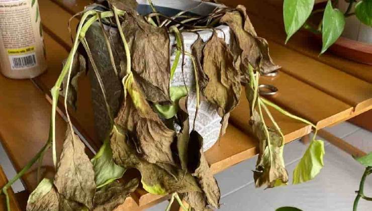 planta muerta