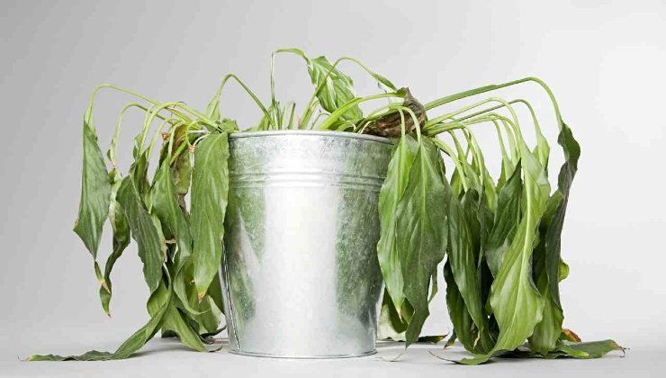 plantas floreciendo