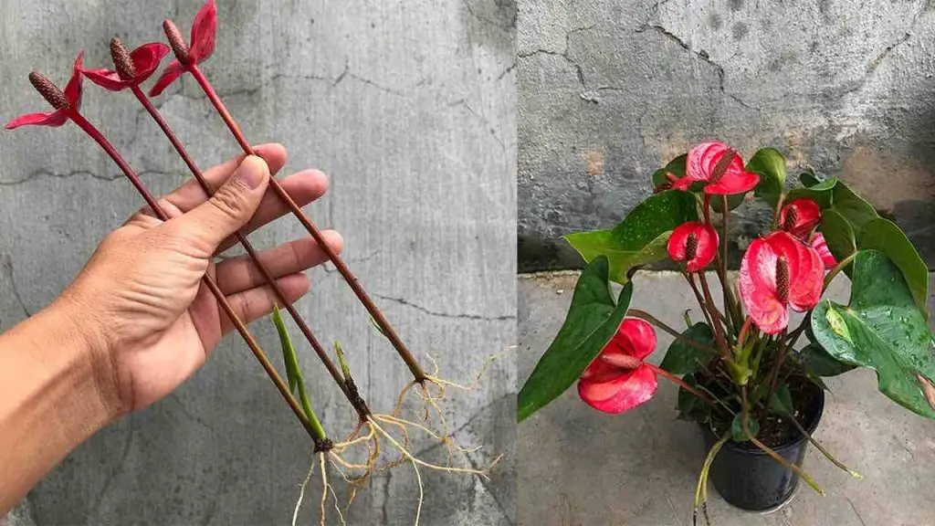 Anthurium, cómo multiplicarlo rápidamente con ramas de flores: los viveristas lo hacen – Mis Consejos Jardinería