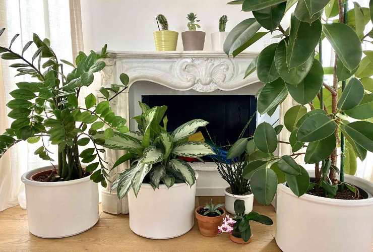 Planta