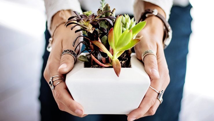 Plantas: el ingrediente para hacerlas crecer fuertes y robustas