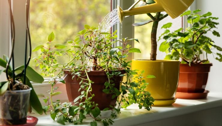 plantas en la casa