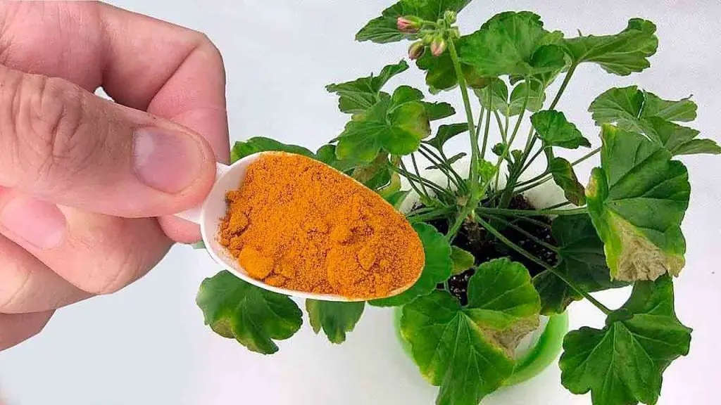 Pon un poco en todas las plantas de la casa: verás los resultados en tiempo real – Mis Consejos Jardinería
