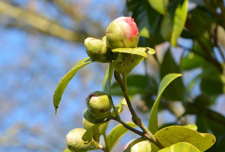 Boccioli