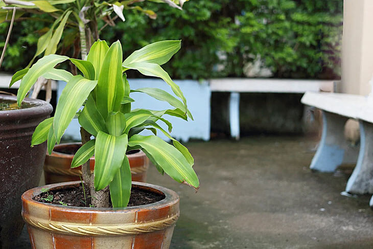 Penacho follaje de la dracena