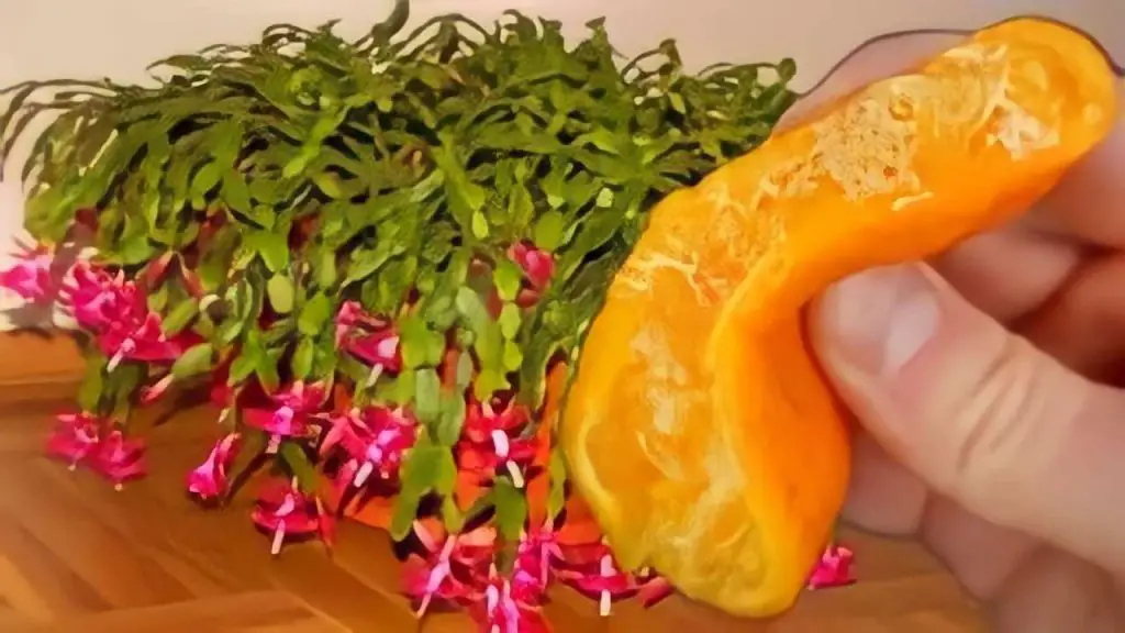 Nunca floreció así: 1 cucharada de este ingrediente hace la diferencia – Mis Consejos Jardinería