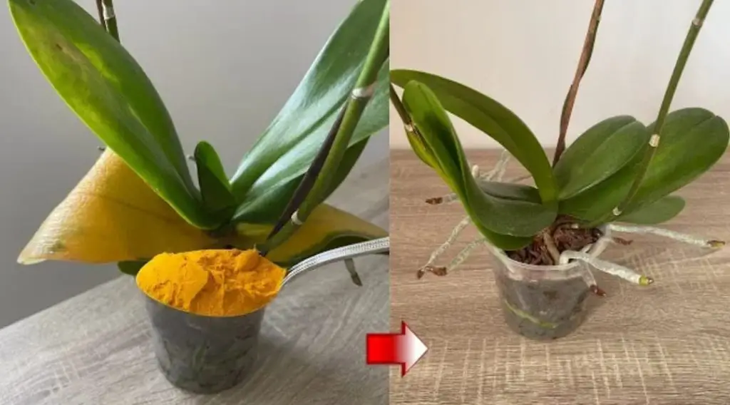 Orchidea vecchia e ingiallita, l’ingrediente per farla resuscitare in men che non si dica – Mis Consejos Jardinería