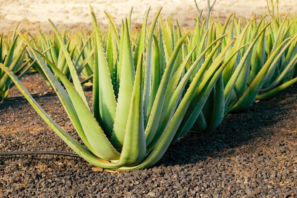 Aloe vera