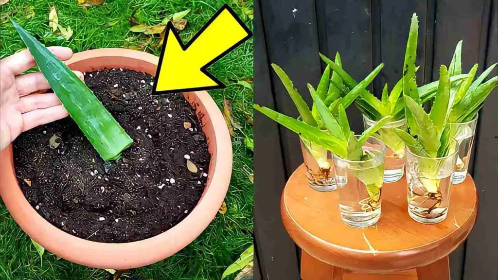 Aloe vera, de la hoja a la planta: con este método se reproduce infinitamente – Mis Consejos Jardinería