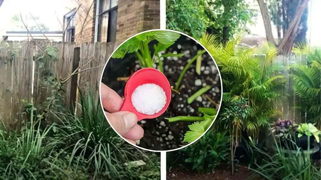 Sal para el lavavajillas del jardín, esto es lo que les pasa a las plantas si lo intentas – Mis Consejos Jardinería