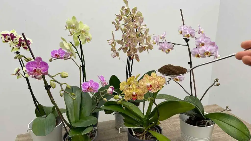 Dale un poco a tu orquídea, producirá un torrente de flores en cuestión de horas. – Mis Consejos Jardinería