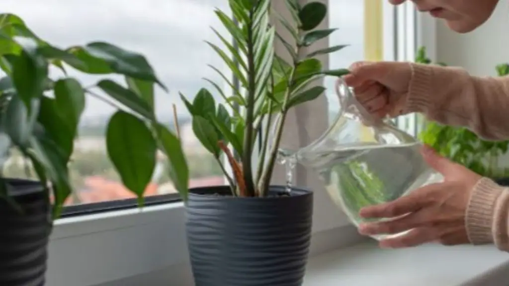 Agua con gas para regar, qué pasa con las plantas después de unos segundos – Mis Consejos Jardinería