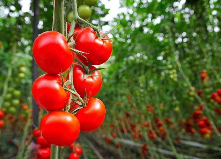 cultivo de tomate