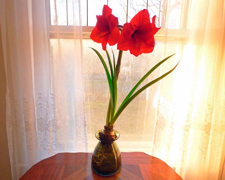 Amarilis