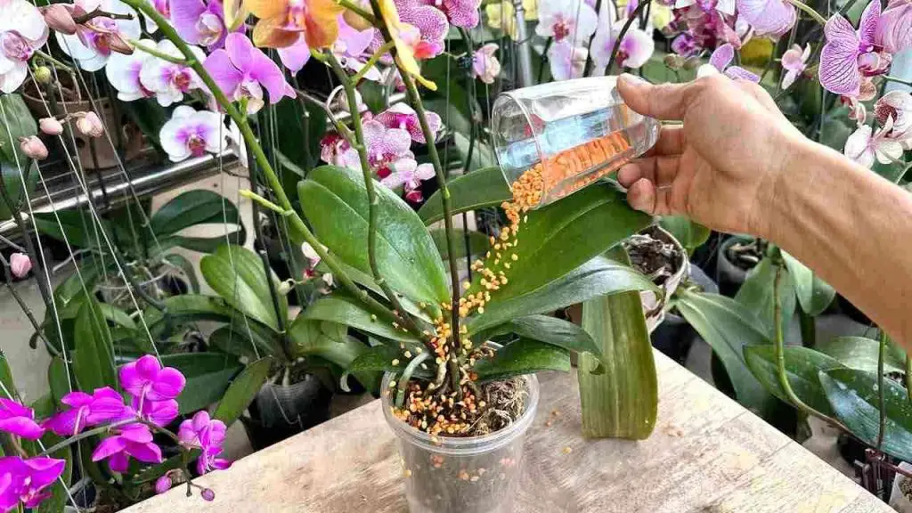 Este ingrediente es capaz de hacer que la orquídea crezca y florezca infinitamente. – Mis Consejos Jardinería