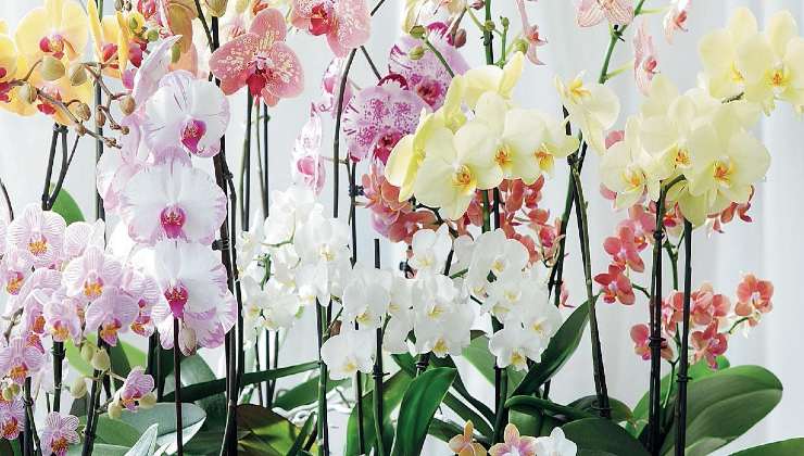 orquídeas