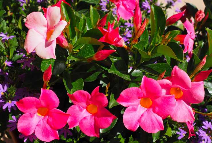 flor y florecer
