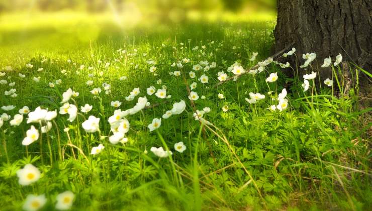 Flor: el ingrediente para hacer que las plantas sean exuberantes